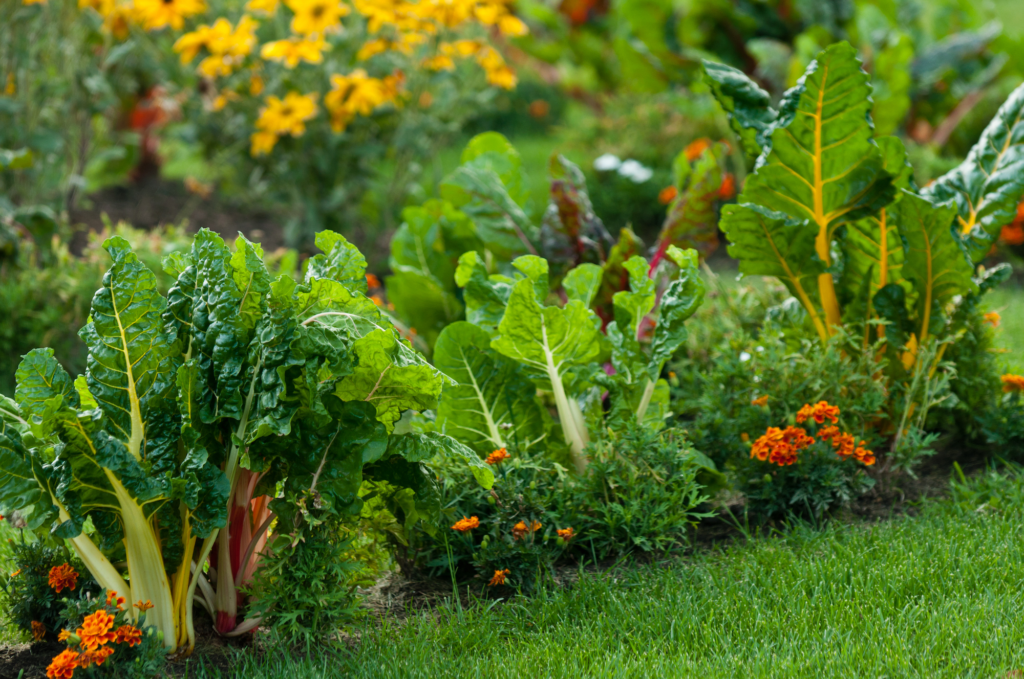 edible landscapes